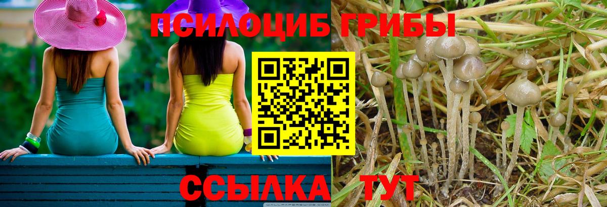 Псилоцибиновые грибы GOLDEN TEACHER Отрадный